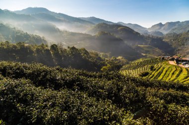 Çay alan tarlaları ile güneş ışığı sabah, tarım organik bitki
