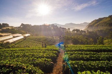 Chiangmai yılında tarım tepe üzerinde çilek alan