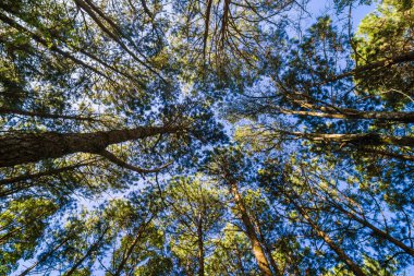Çam ağacı dalı doğa arka plan yükseldi bakış