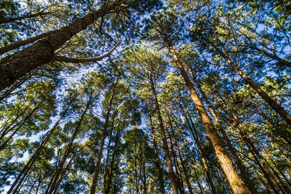 Árbol de pino rama naturaleza fondo hasta vista levantada — Foto de Stock