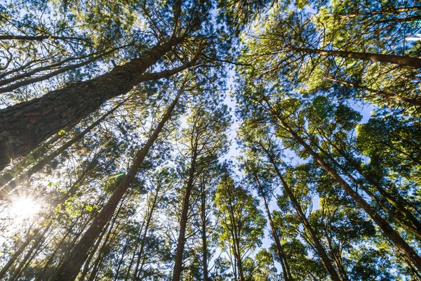 Árbol de pino rama naturaleza fondo hasta vista levantada — Foto de Stock