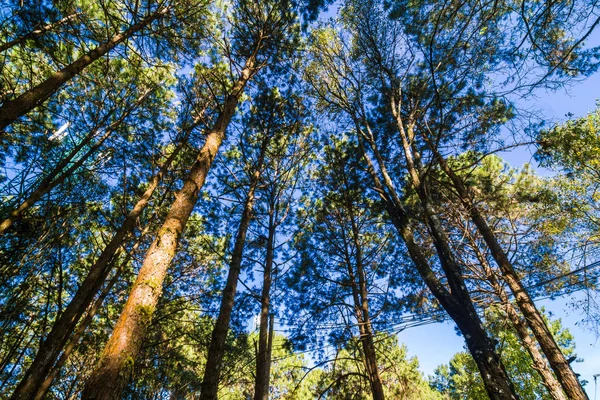 Árbol de pino rama naturaleza fondo hasta vista levantada — Foto de Stock