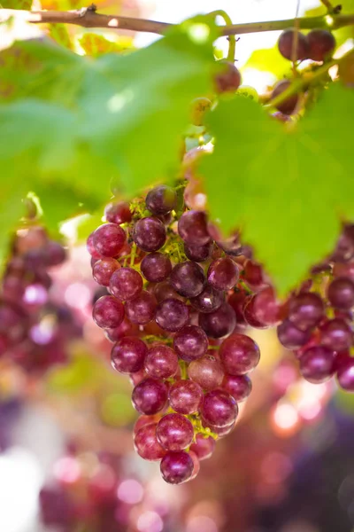 Bouquet de raisins rouges accroché sur une branche d'arbre avec soleil chaud li — Photo