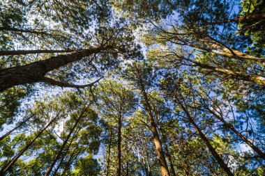 Çam karaçam ormanı ile yüksek dağ güneş ışığı mavi gök