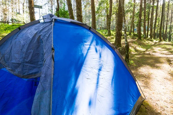 Zelten Unter Kiefern Der Wildnis Frische Luft — Stockfoto