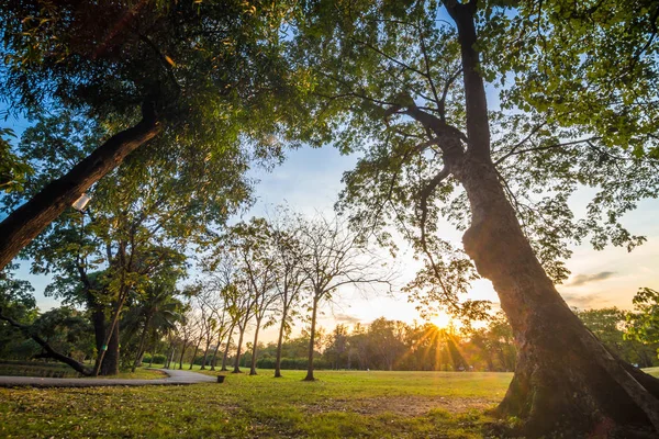 Krásné letní západ slunce krajina se stromy a zelené trávy — Stock fotografie