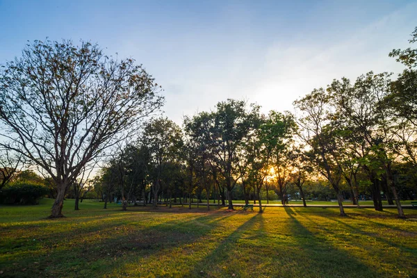 Krásné letní západ slunce krajina se stromy a zelené trávy — Stock fotografie