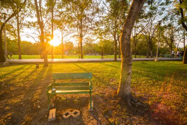 Park bankında bulun ağaç akşam ile yeşil park üzerine