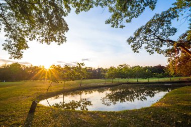 Ağaç göl günbatımı sarı sahne ile yeşil park