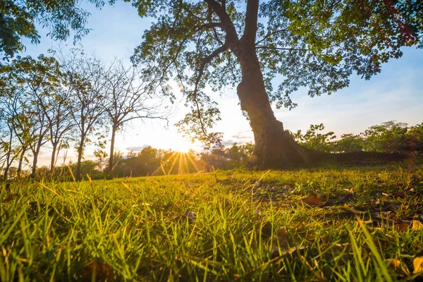 Večerní světelný paprsek se zelenou trávou a stromy — Stock fotografie