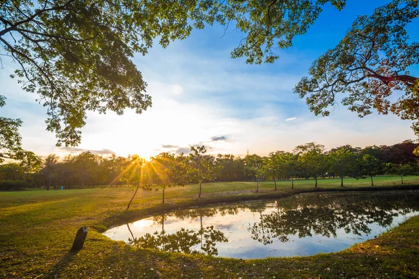 Strom Zelený Park Jezerem Slunce Žluté Scény — Stock fotografie