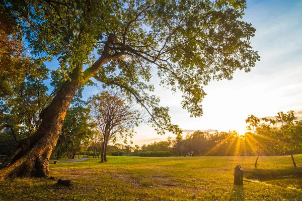 Faisceau Lumineux Parc Municipal Soirée Avec Herbe Verte Arbres Coucher — Photo
