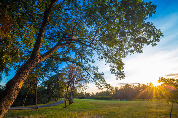 Light of sunny day in public central park sunset