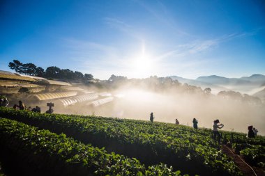 Gündoğumu çilek plantasyonda zevk insanlar