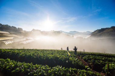 Gündoğumu çilek plantasyonda zevk insanlar