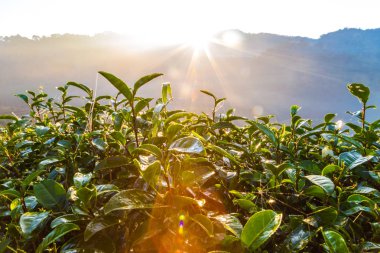 Sis, tarım peyzaj sabahı güneş ışık demeti ile çay yaprakları