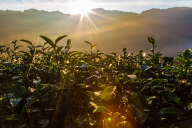 Sis, tarım peyzaj sabahı güneş ışık demeti ile çay yaprakları