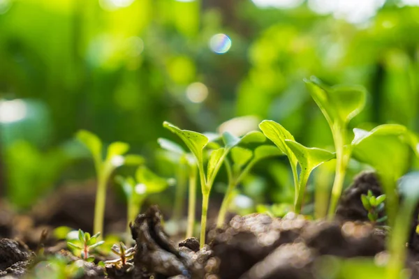 Muitos brotos verdes crescendo a partir de sementes — Fotografia de Stock
