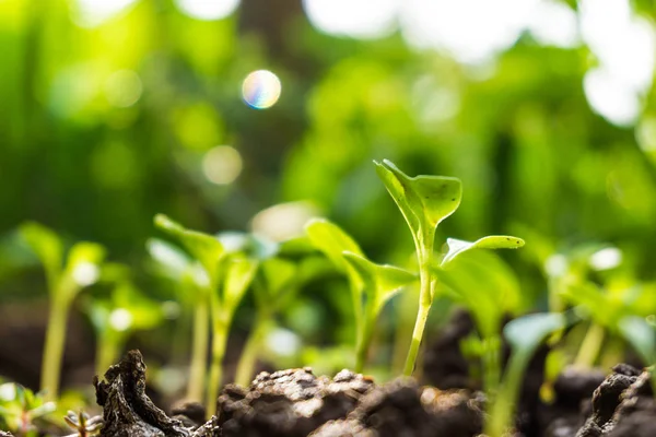 Veel groene sprout kweken uit zaad — Stockfoto