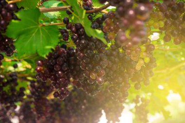 Ağaç dalı ile güneş ışığı kırmızı üzüm olgun meyveler