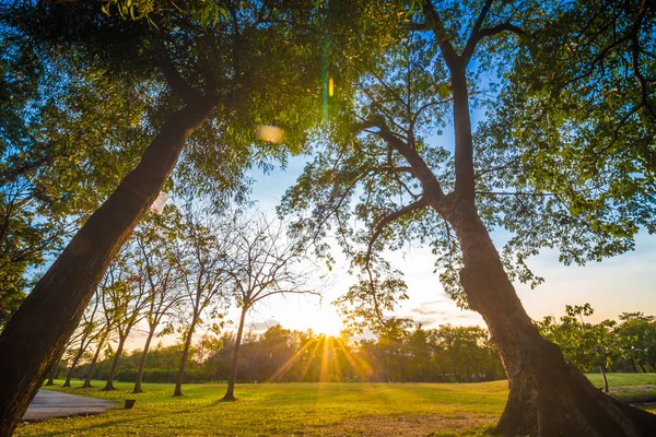 Sunset Public Park Light Beam Tree Meadow Banggkok Thailand — Stock Photo, Image