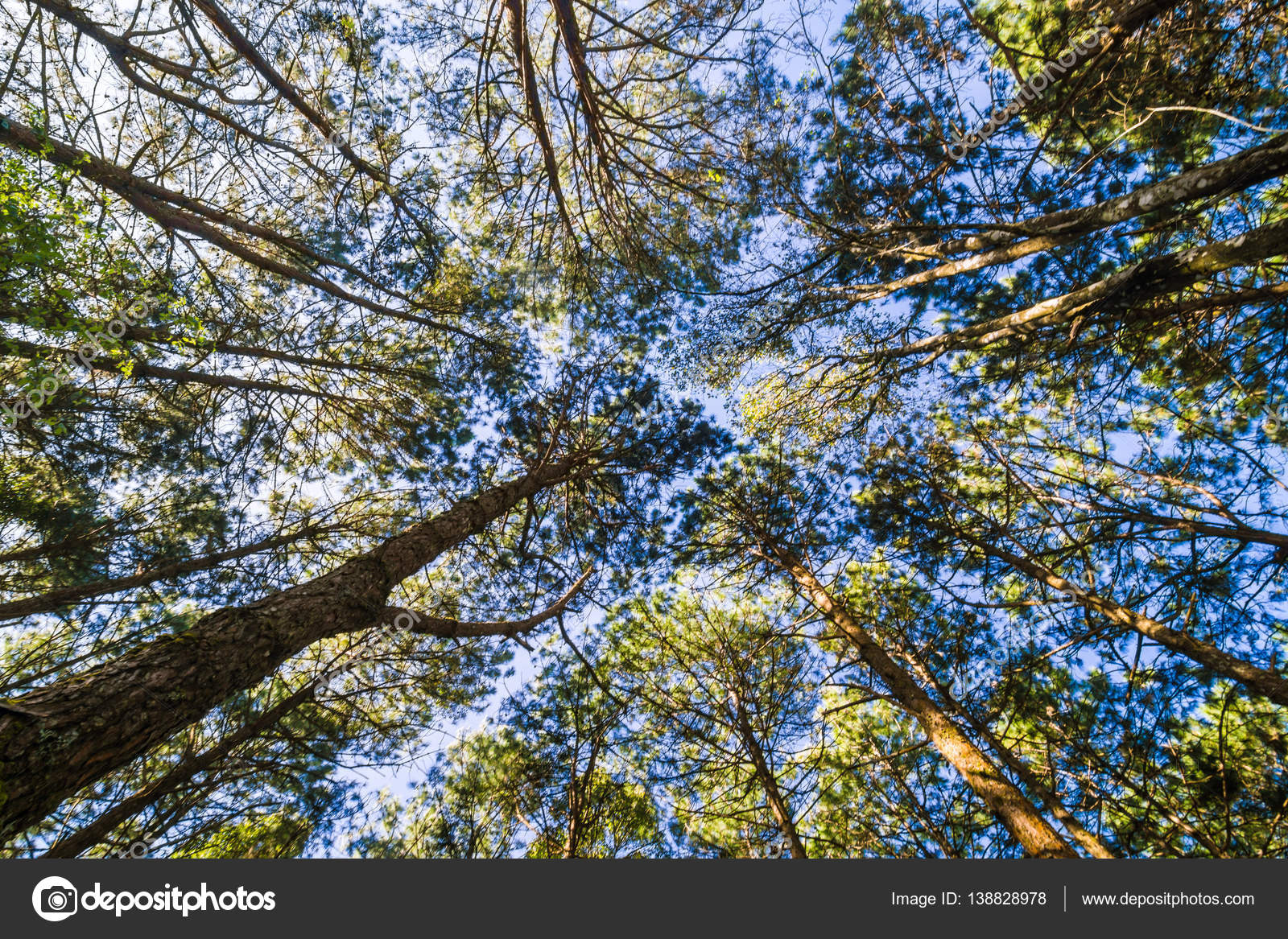 乌普里森观点松树树枝蓝天自然背景 图库照片 C Benedixs