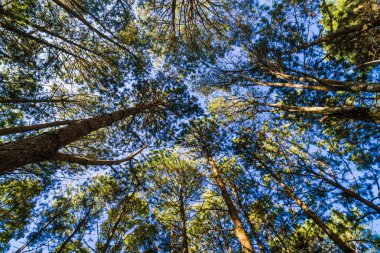 Çam ağacı dalı mavi gökyüzü doğa arka plan uprisen görünümünü