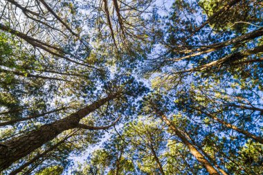 Çam ağacı dalı mavi gökyüzü doğa arka plan uprisen görünümünü