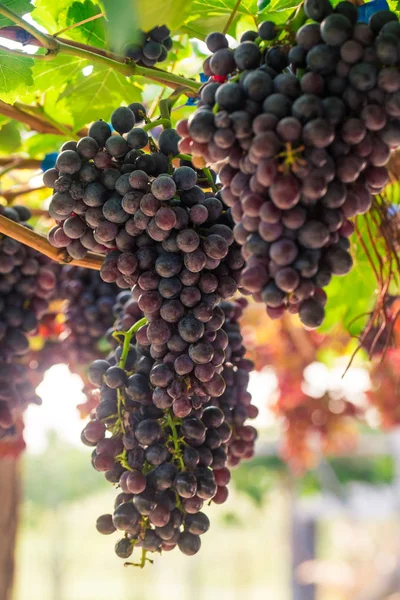Raisins Oraganiques Rouges Branche Vigne Scène Agricole — Photo