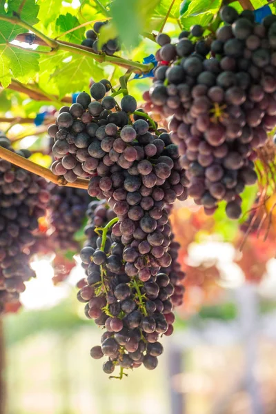 Raisins Oraganiques Rouges Branche Vigne Scène Agricole — Photo