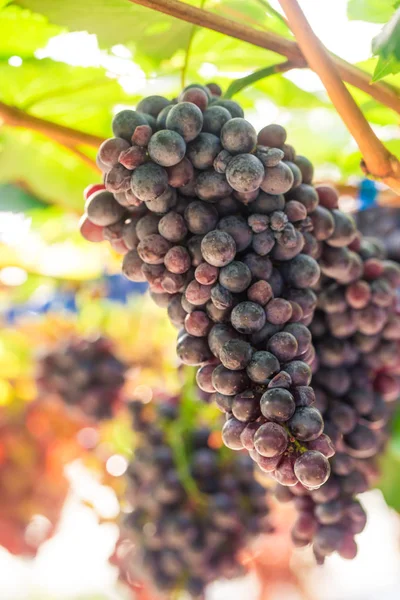 Raisins Oraganiques Rouges Branche Vigne Scène Agricole — Photo