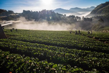 Sabah sunrise sis ile çilek alan