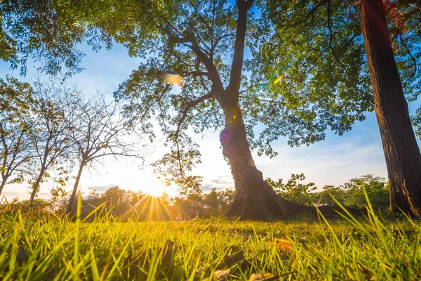 Coucher Soleil Vert Parc Frais Avec Faisceau Lumière Arbre Environnement — Photo