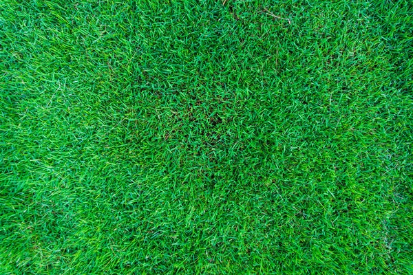 Prázdné čerstvé zelené trávě pozadí — Stock fotografie