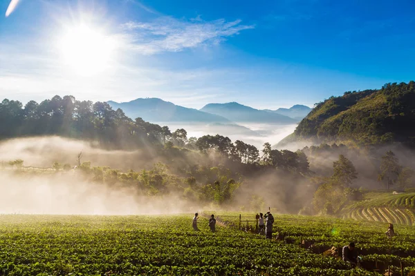 Sabah sunrise sis ile çilek alan