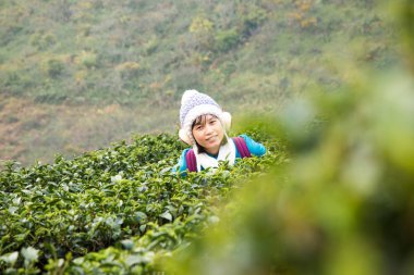 Asya turist kadın zevk içinde çay tarlaları, Chiangmai, Tayland