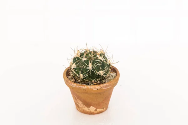 Mały kaktus w doniczce — Zdjęcie stockowe