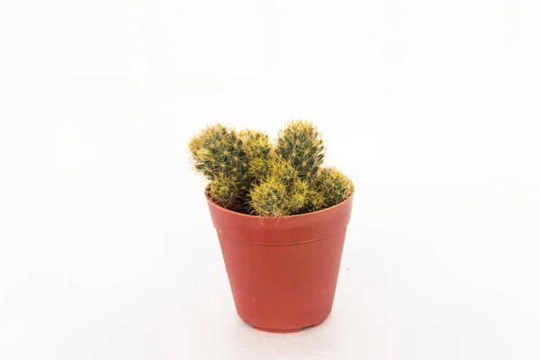Mały Kaktus Doniczki Białym Tle — Zdjęcie stockowe