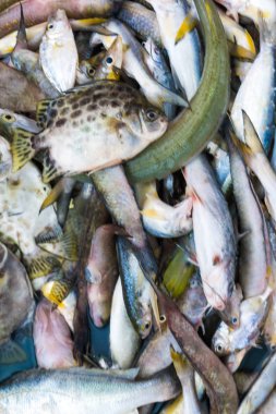 Yerel taze Pazar deniz ürünleri