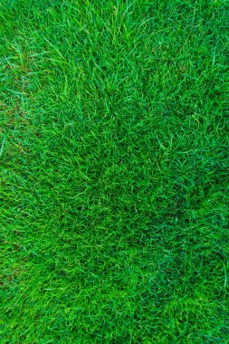 Çok yeşil çim doğal arka plan dokusu.