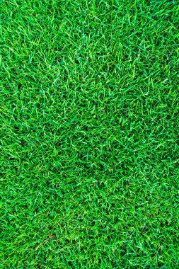 Arkaplan için yeşil çimen dokusu