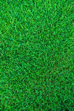 Arkaplan için yeşil çimen dokusu