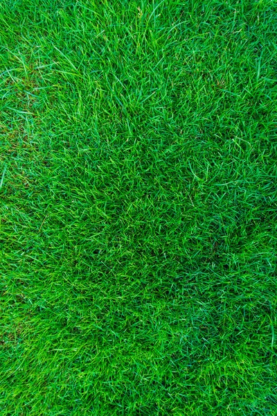 実際緑の芝生自然背景テクスチャ. — ストック写真