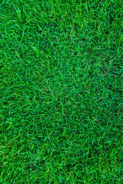 Real grama verde textura de fundo natural . — Fotografia de Stock