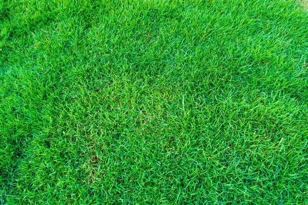 Skutečné zelené trávy přírodní pozadí textury. — Stock fotografie