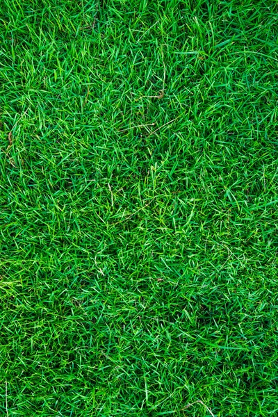 Естественная текстура травы . — стоковое фото