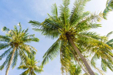 Hindistan cevizi hurma tropik ağaç mavi gökyüzü deniz plaj karşı