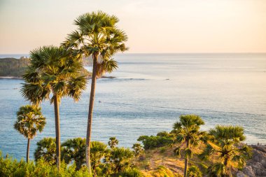 Tropikal andaman seabeach palmiye ağacı, gün batımı bakış açısı, Phuket Tayland