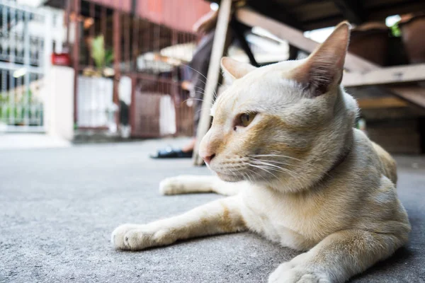 Ritratto Gattino Carino Strada Gatto Divertente — Foto Stock