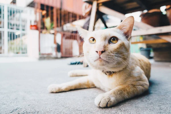 Tradicional Tailandês Gato Rua Perto Pequeno Gato — Fotografia de Stock
